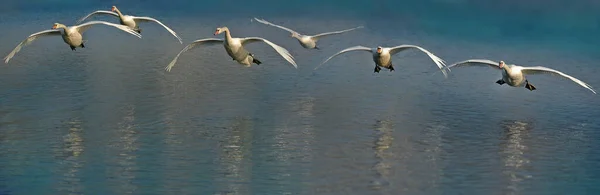 Martılar Suyun Üzerinde Uçuyor — Stok fotoğraf