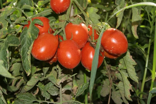 Tomates Rojos Maduros Cerca — Foto de Stock