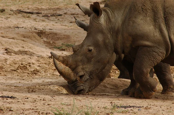 Rinoceronte Africano Cornuto Animale Flora Fauna Cornuto Africano — Foto Stock