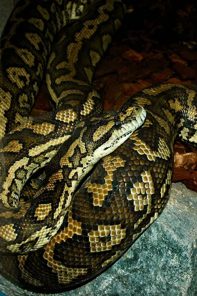 Вид Величну Дику Пітонну Змію — стокове фото