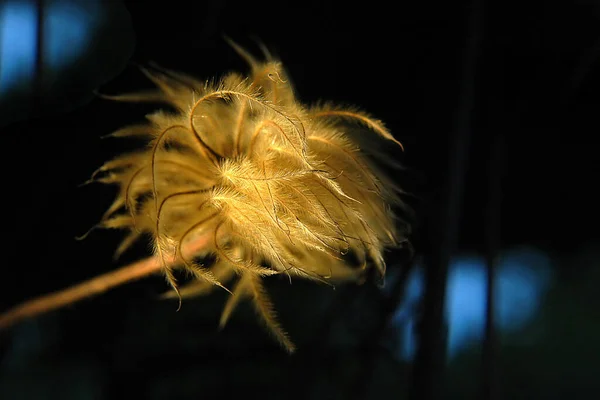 Petali Fiori Clematide Flora — Foto Stock