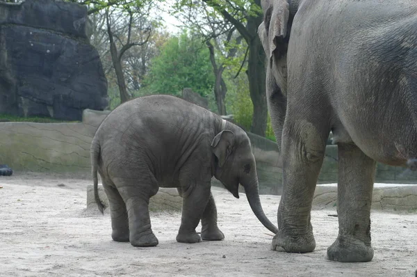 Słonie Zoo — Zdjęcie stockowe