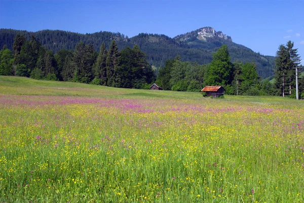 カッコウの光のクローブと山の牧草地 — ストック写真