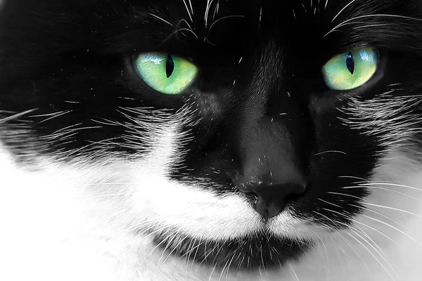 Schwarze Und Weiße Katze — Stockfoto