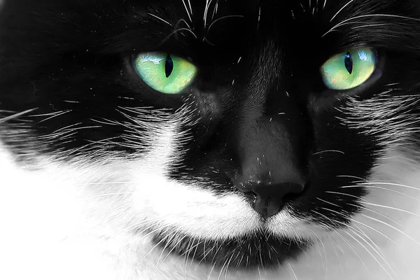 Gatto Bianco Nero — Foto Stock