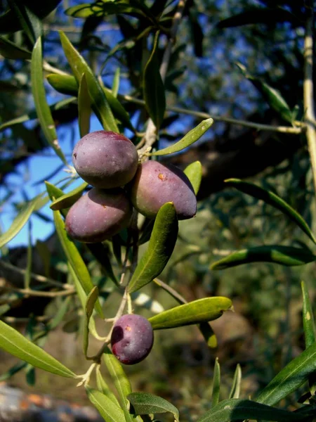 Aceitunas Alimento Vegetal —  Fotos de Stock