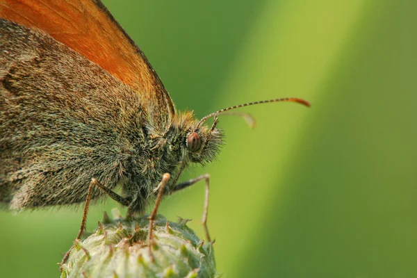 Közelkép Bug Vad Természet — Stock Fotó