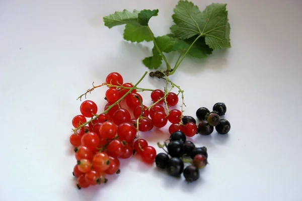 Ribes Rosso Fresco Sfondo Bianco — Foto Stock