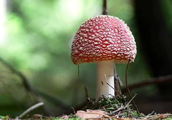 Cultivo Cogumelos Botânica Flora Fungo — Fotografia de Stock