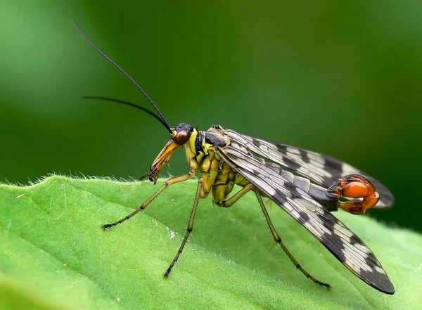 모양의 곤충을 날으는 일반적 — 스톡 사진