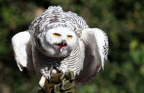 Jeune Harfang Des Neiges Aurait Préféré Rester Sur Gant Fauconnier — Photo