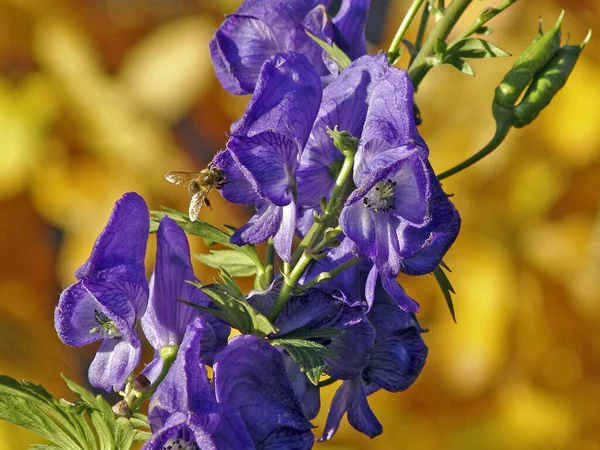 Beautiful Botanical Shot Natural Wallpaper — Stock Photo, Image