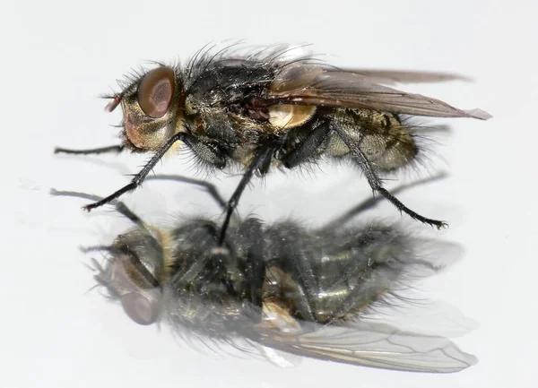 Närbild Insekter Vild Natur — Stockfoto