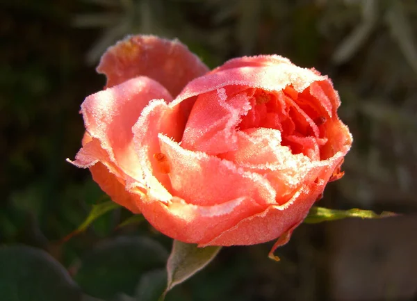 Mooi Botanisch Schot Natuurlijk Behang — Stockfoto