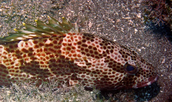 Inspelat Saba Karibien Familjen Groupers Sträcker Sig Från Små Exemplar — Stockfoto