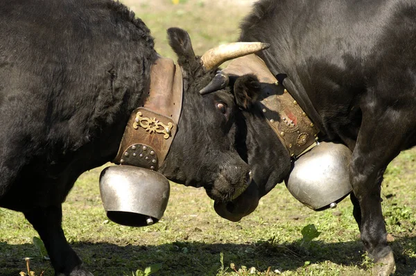 Krávy Přírodní Krajině Selektivní Zaměření — Stock fotografie