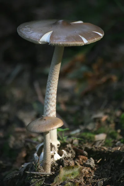 Pilze Pilze Waldpflanzen Botanik Und Flora — Stockfoto