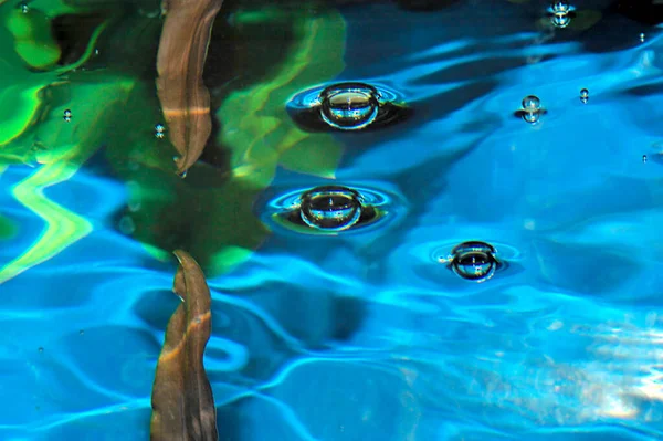Surface Eau Petit Aquarium — Photo