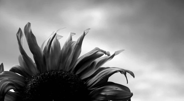 Schöne Botanische Aufnahme Natürliche Tapete — Stockfoto