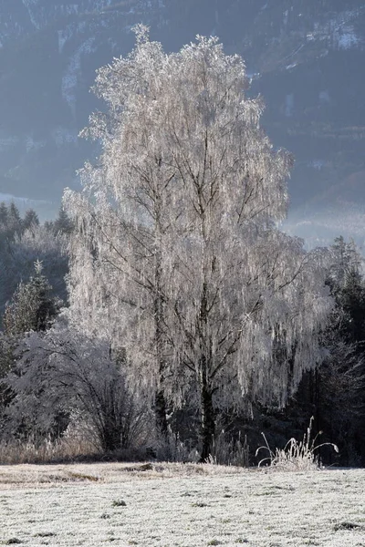 Zimní Krajina Zasněženými Stromy — Stock fotografie