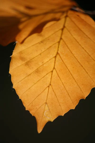 秋天的山毛榉树叶在背光下 — 图库照片