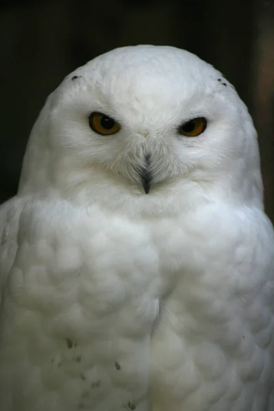 Uccello Gufo Della Neve Piume Uccello Bianco — Foto Stock