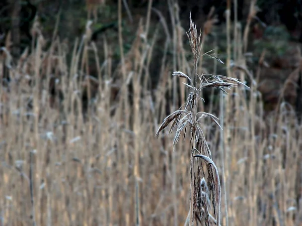 Momento Non Neve Anche Rauhreif Che Mette Zucchero Velo Sulle — Foto Stock