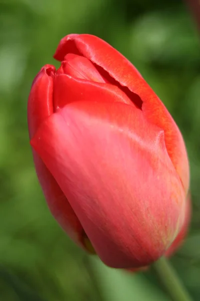 Tulip Blossom Flowers Petals Spring Flora — Stock Photo, Image