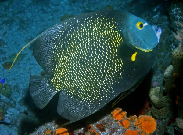 Recorded Saba Caribbean Species Also Very Well Recognized Underwater Bright — Stock Photo, Image