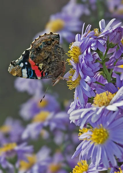 Hibernados Almirante Sul Europa Voa Para Norte Primavera Pode Ser — Fotografia de Stock