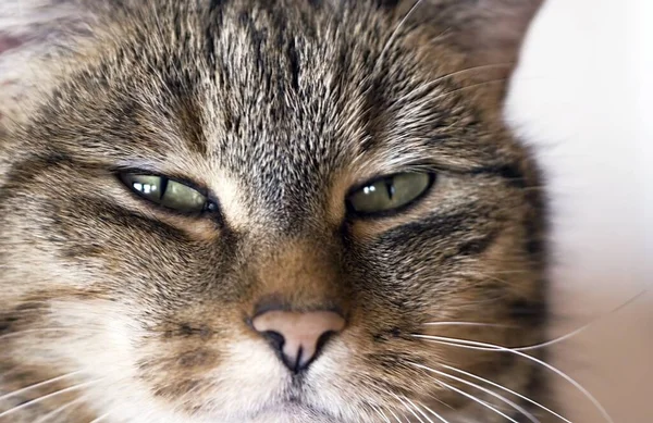 Porträt Einer Süßen Katze — Stockfoto