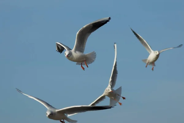 Vista Panorámica Hermoso Pájaro Lindo Gaviota — Foto de Stock