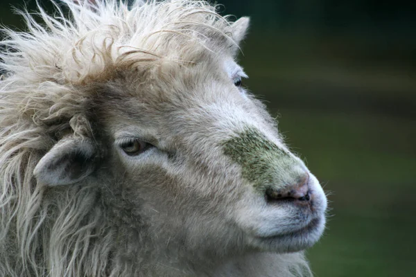 Landsliv Selektivt Fokus — Stockfoto