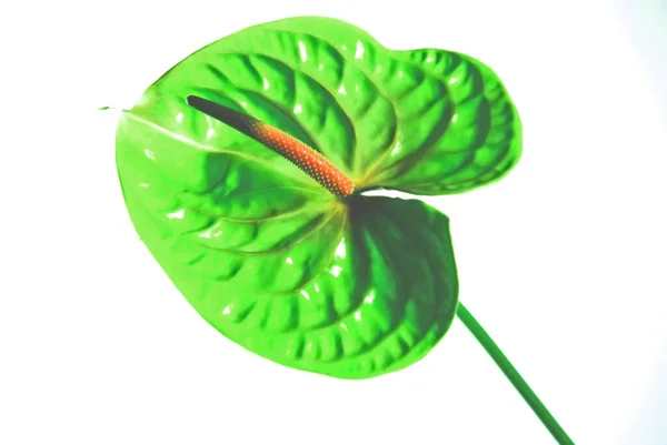 Anthurium Flor Tropical Flora — Fotografia de Stock