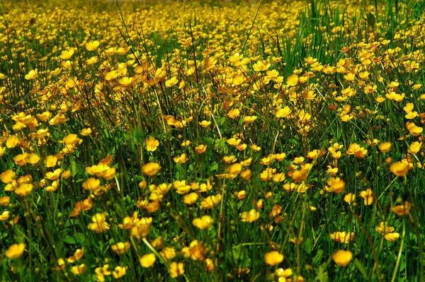 Kwiaty Łąki Flora Polna Trawa — Zdjęcie stockowe