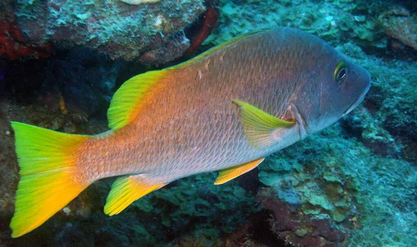Nagrana Saba Karaiby Średnio Duże Ryby Dużą Skalą Zębami Żywią — Zdjęcie stockowe