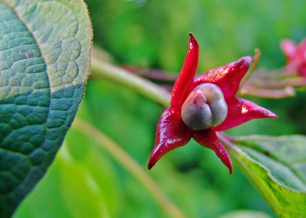 Piękne Botaniczne Ujęcie Naturalna Tapeta — Zdjęcie stockowe