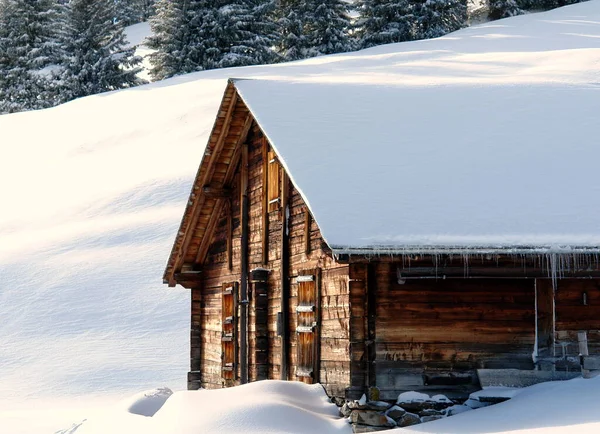 Opgenomen Tijdens Een Slee Tour Grindelwald Met Een Sony Dsc — Stockfoto