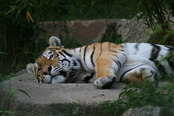 Animal Tigre Listrado Predador Selvagem — Fotografia de Stock