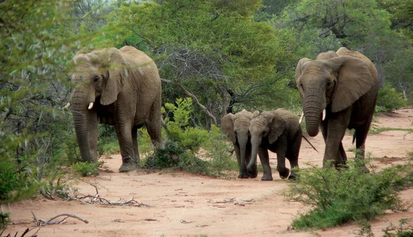 Elefantes Mabalingwe Nature Resort — Foto de Stock