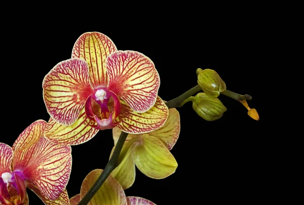 Fleur Orchidée Isolée Sur Fond Noir — Photo