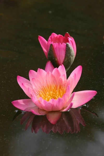 Water Lily Pond Flowers Flora Nature — Stock Photo, Image