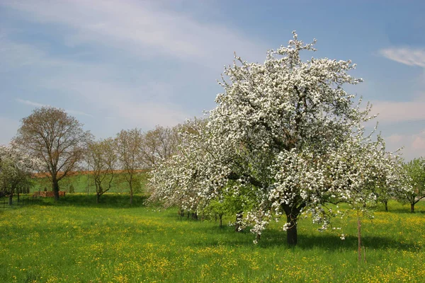 Çiçek Açan Kiraz Ağacı Çiçek Açan Çiçekler — Stok fotoğraf