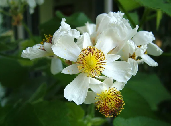 Blossom Van Zimmerlinde — Stockfoto