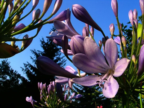 Bellissimi Fiori Sfondo Concetto Floreale — Foto Stock