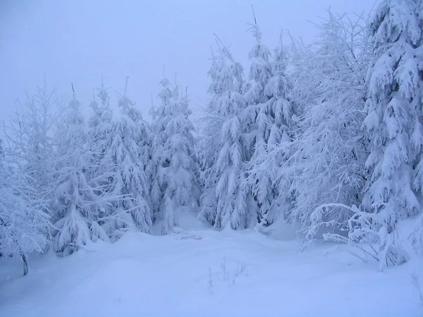 Winterwald Schneebedeckte Bäume — Stockfoto