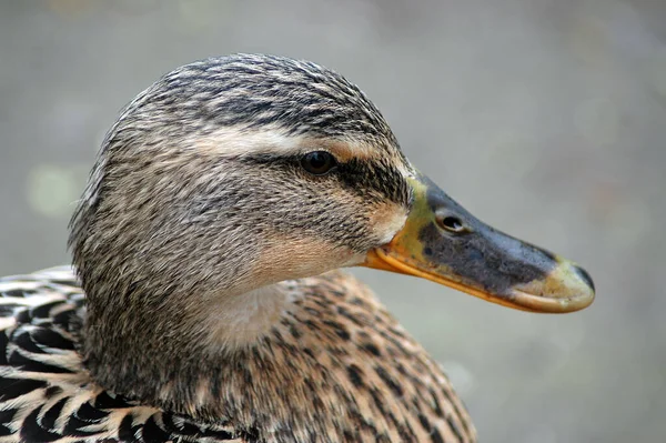 Aussichtsreiche Aussicht Auf Schöne Vögel Der Natur — Stockfoto