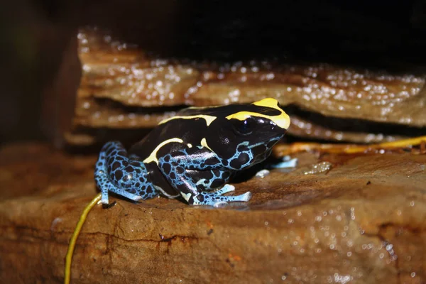 Grenouille Dans Forêt — Photo