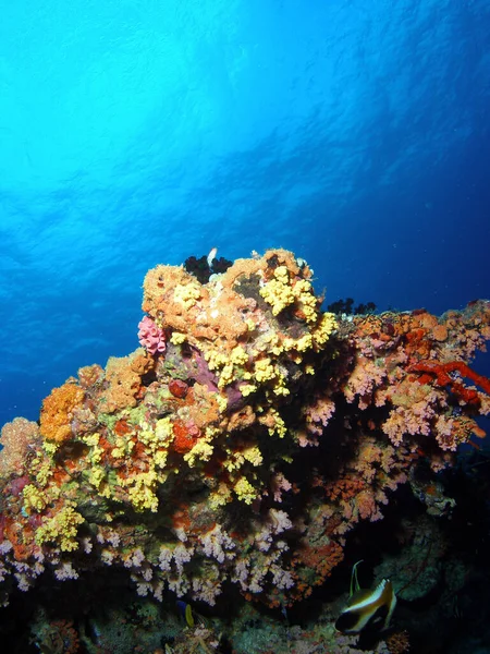 Mjuka Koraller Djuphavsvatten — Stockfoto