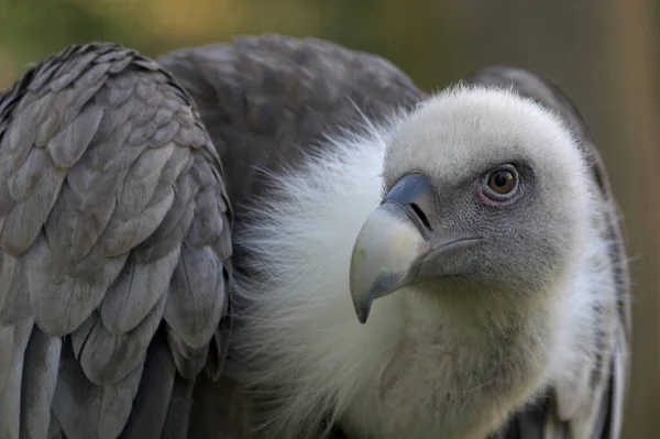 Zicht Prachtige Vogel Natuur — Stockfoto